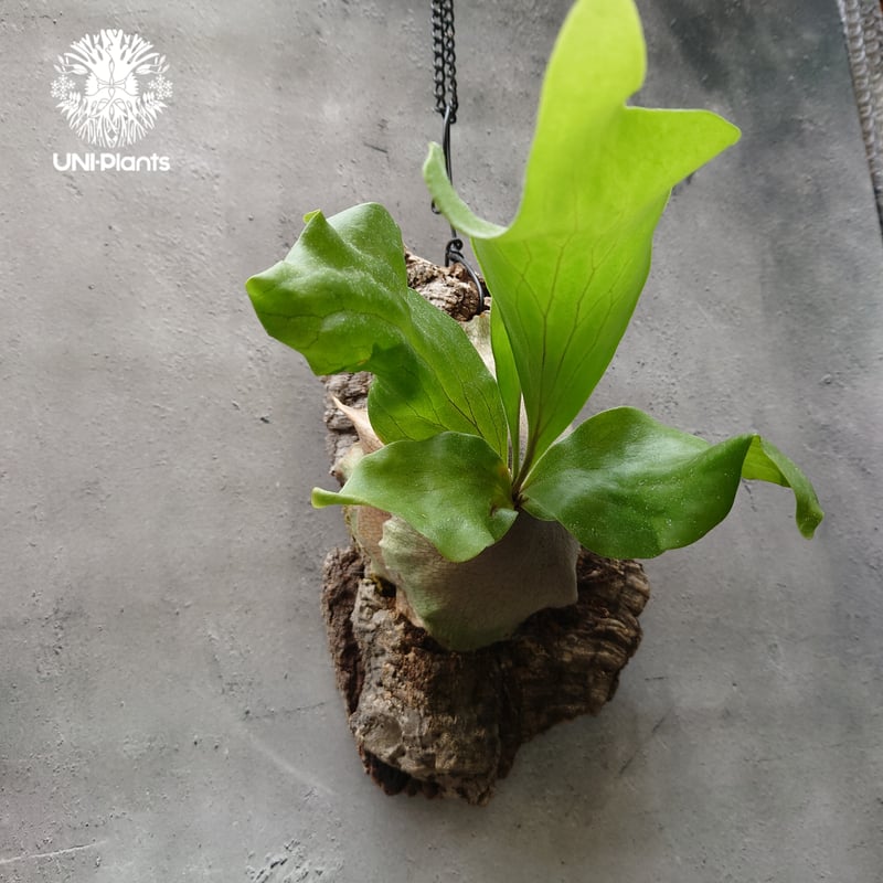 hide3060さま専用　nadare ビカクシダ hide3060さま専用 nadare ビカクシダ hide3060さま専用 nadare