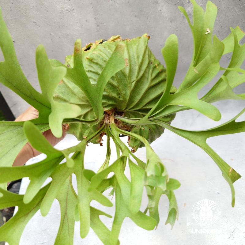 ビカクシダ リドレイ Platycerium Ridleyi コウモリラン