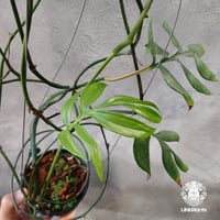 Monstera Subpinnata モンステラ サブピンナータ モンステラ Monstera 着生植物