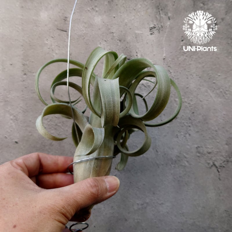 Tillandsia Curly slim チランジア カーリースリム Hybrid-Till