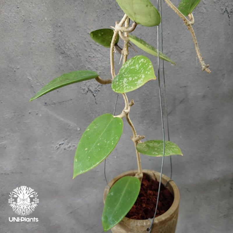 Hoya Parasitica Heart Leaves Splash ホヤ パラシティカ ハ