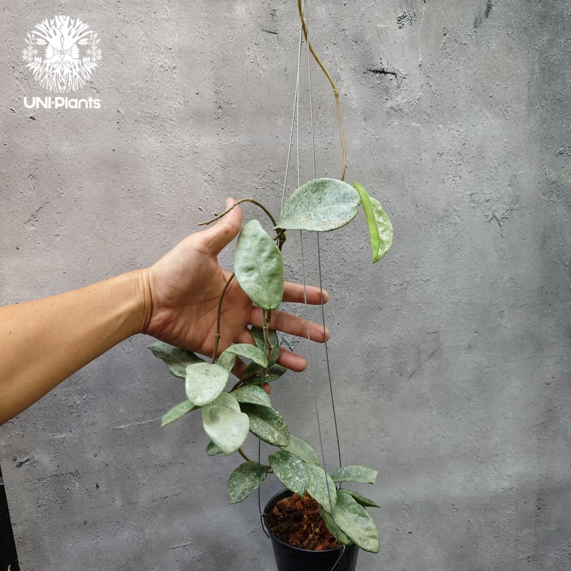 Hoya Carnosa Nova Ghost ホヤ カルノーサ ノバ ゴースト ホヤ 希少