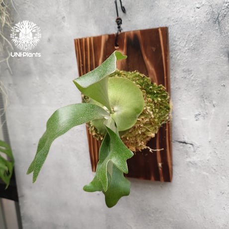 【匿名配送】ビカクシダ ヒリードラゴン 胞子培養 板付 初入荷! ビカクシダ ヒリードラゴン Platycerium hillii cv