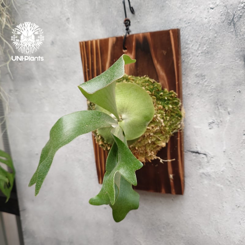 Platycerium hillii cv.Miss Moana（pup） ビカクシダ ヒリー