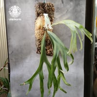 ビカクシダ エリシー Platycerium ellisii コウモリラン ビカクシダ エリシー Platycerium ellisii コウモリラン
