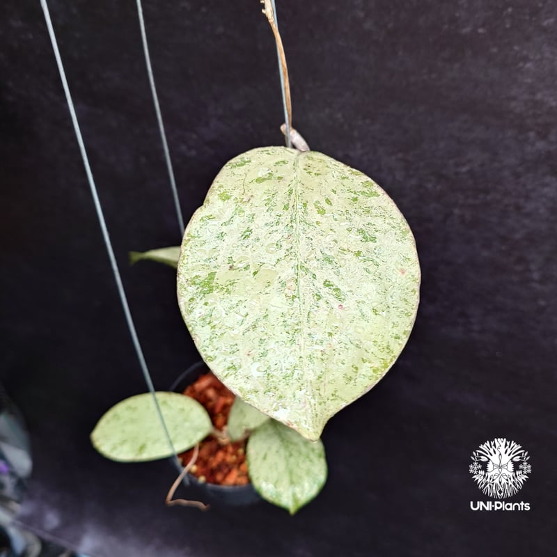 Hoya michelle silver ホヤ植物 ホヤの花 Hoya plants 希少 レ