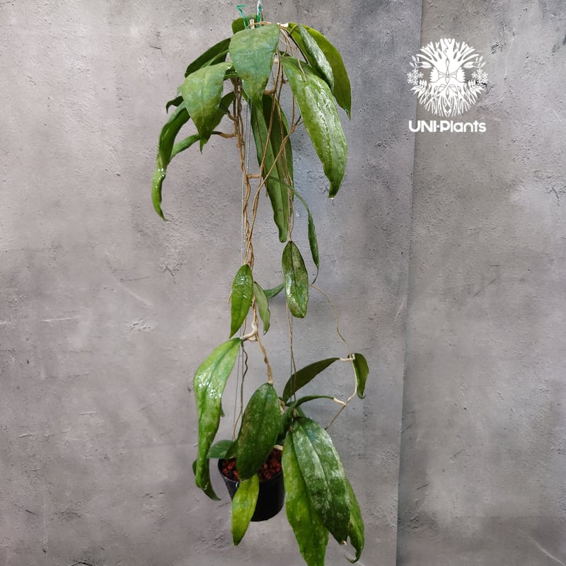 週末セール怪奇植物 斑入り人魚ホヤ Hoya polyneura broget Hoya