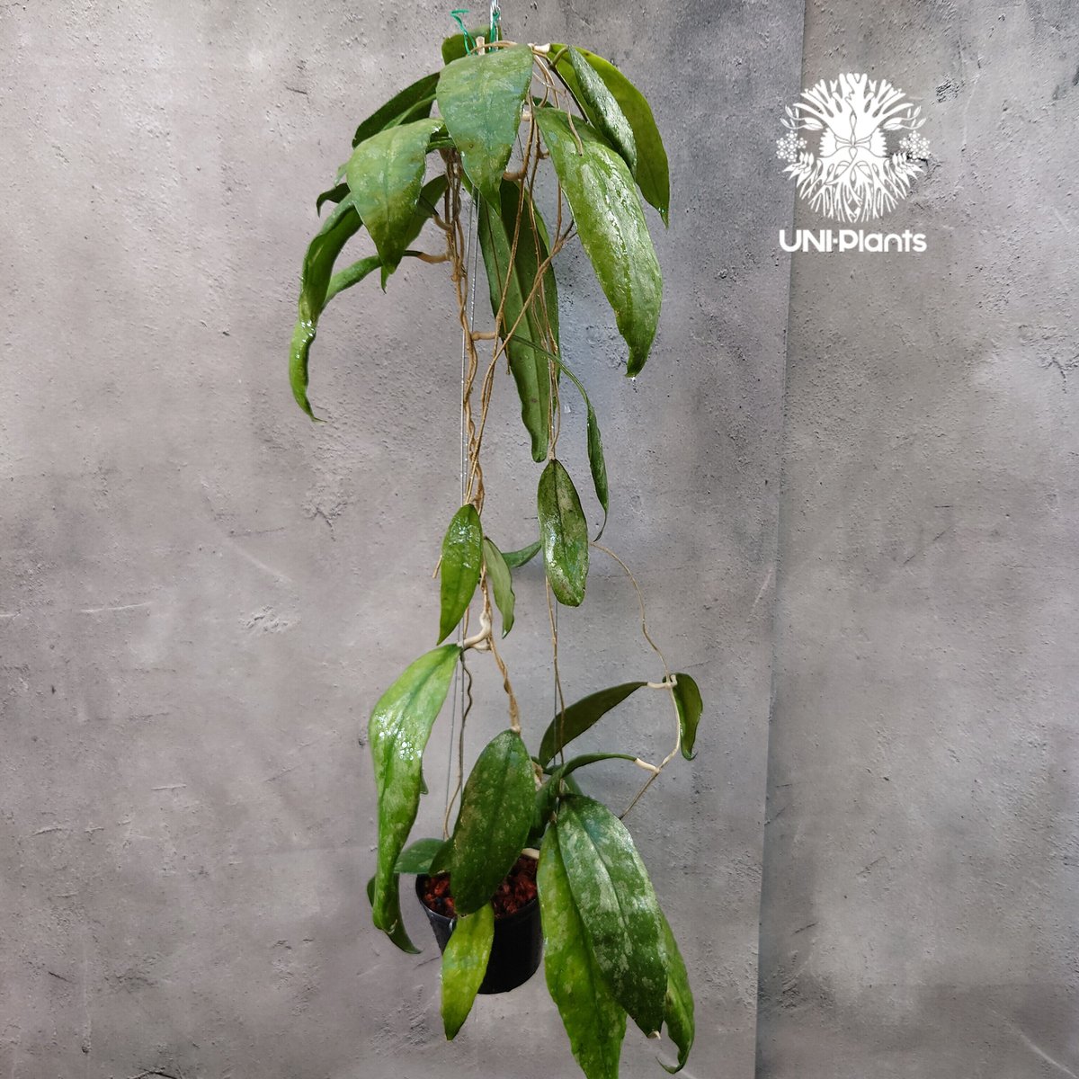 Hoya Finlaysonii splash （cv.trang）ホヤ フィレンソニー スプ