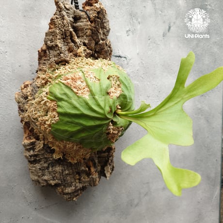 ビカクシダ リドレイ ワイドフォーム Platycerium ridleyi wide form コウモリラン ビカクシダ シダ植物 ビカクシダコルク付け 着生植物