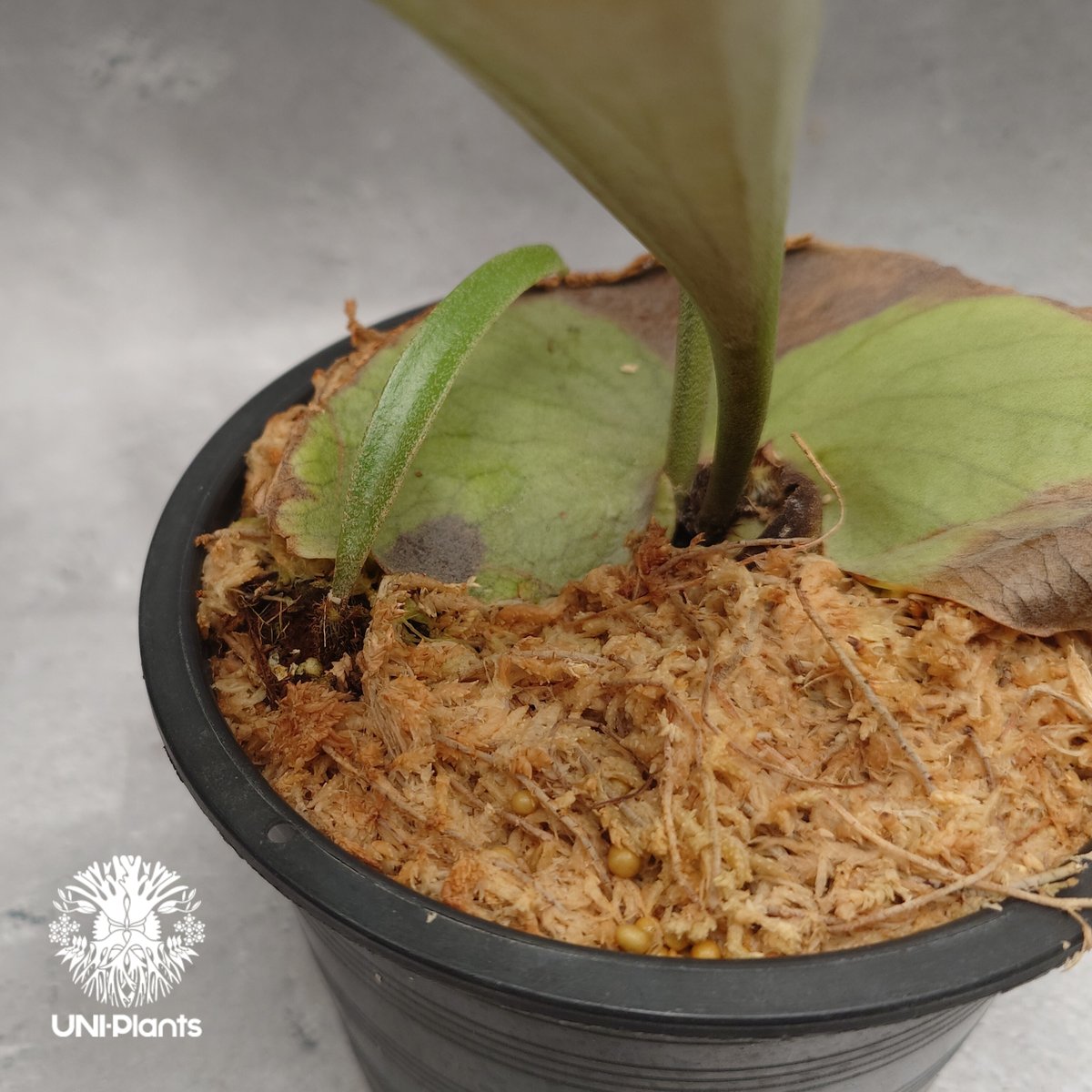 P.alcicorne Madagascar pupバッセイビカクシダ　大株 Platycerium alcicorne var.Madagascar ビカクシダ アルシコ