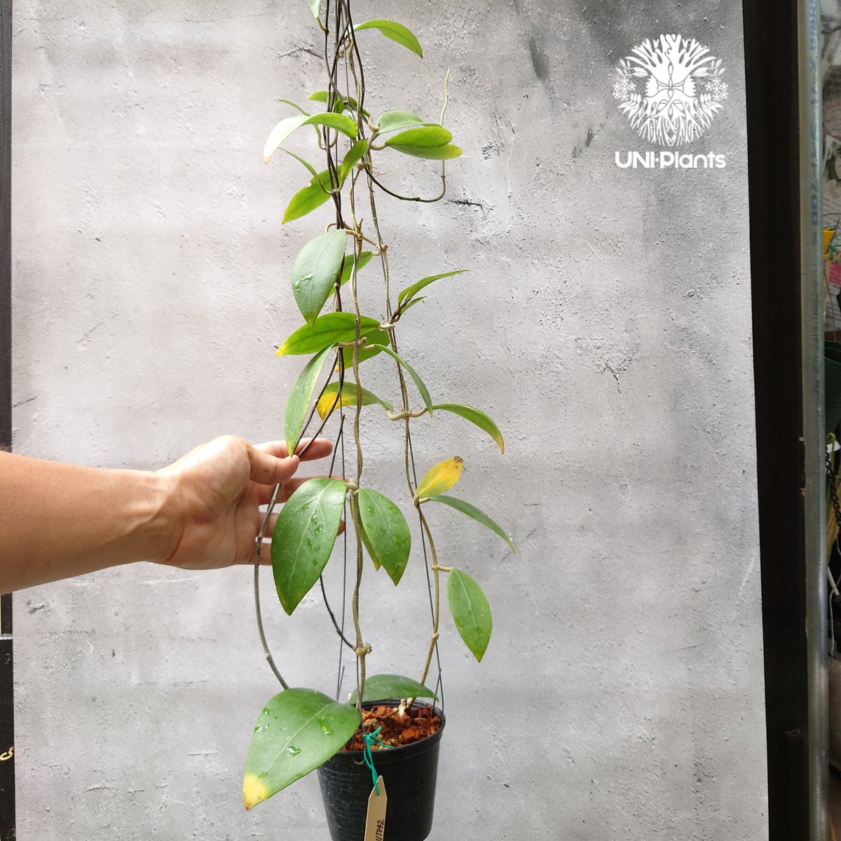 ホヤ　ミンドレンシス 希少! Hoya mindorensis UT 042 ホヤ ミンドレンシス 限定数入荷