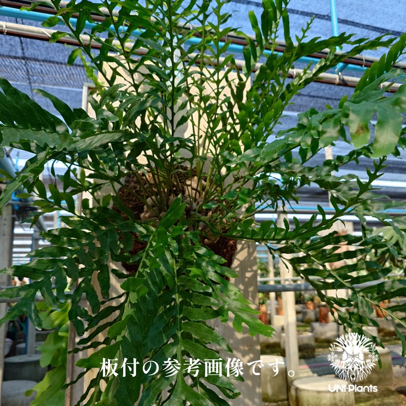 その他観葉植物 Lecanopteris KP9 fit=scale-down,w=1200