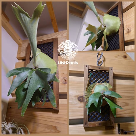 オリジナルパネル ビカクシダ着生 着生植物 植物植替 植物育成 インテリア植物 植物アレンジ