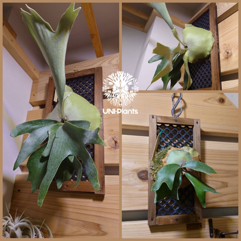 オリジナルパネル ビカクシダ着生 着生植物 植物植替 植物育成