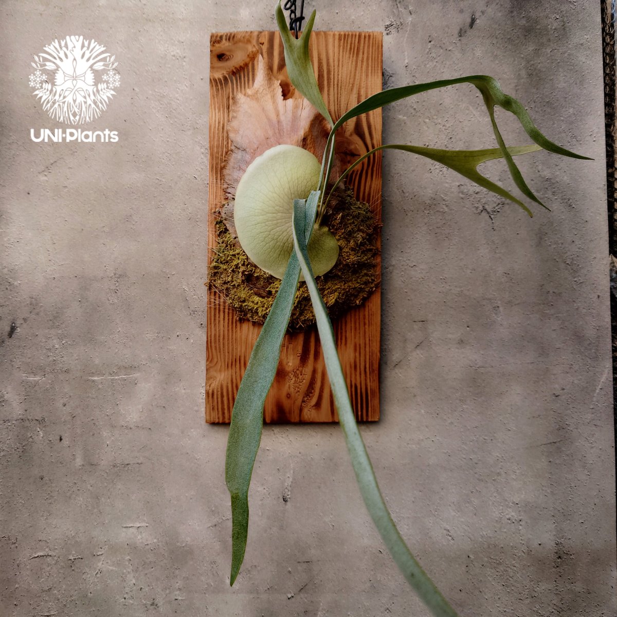 ビカクシダ　dk9 Platycerium Blue vista ビカクシダブルービスタ ビカクシダウィ