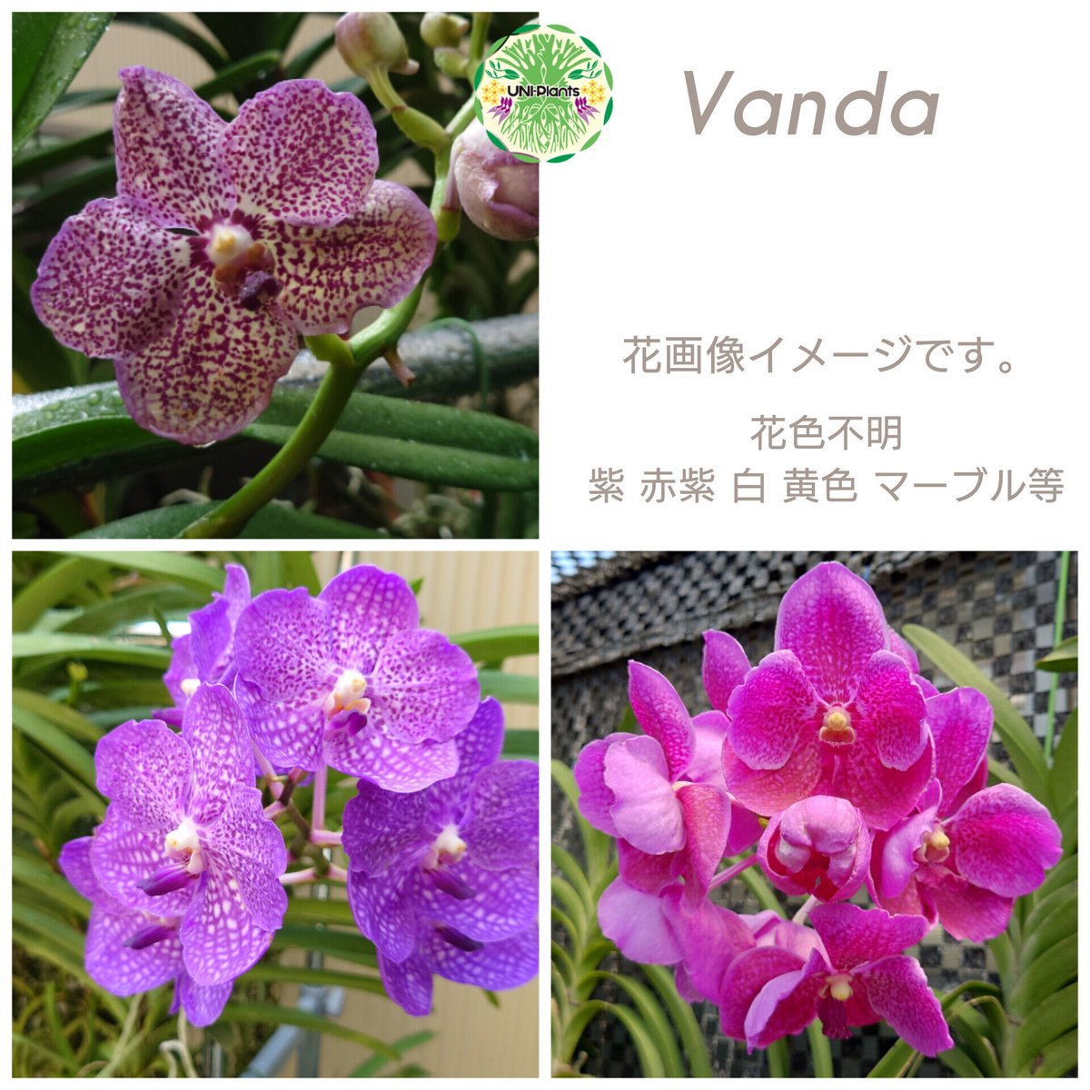 バンダ 洋蘭 Vanda orchid 大株 ラン 蘭 花が綺麗な洋ラン | UNI-Pla