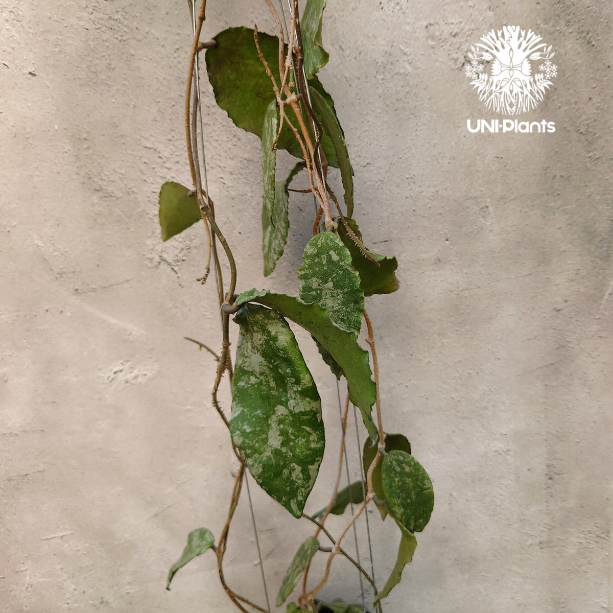 ホヤ カウダータ ゴールド Hoya caudata gold Hoya Caudata gold ホヤ カウダータ ゴールド ホヤ植物 植物 珍奇