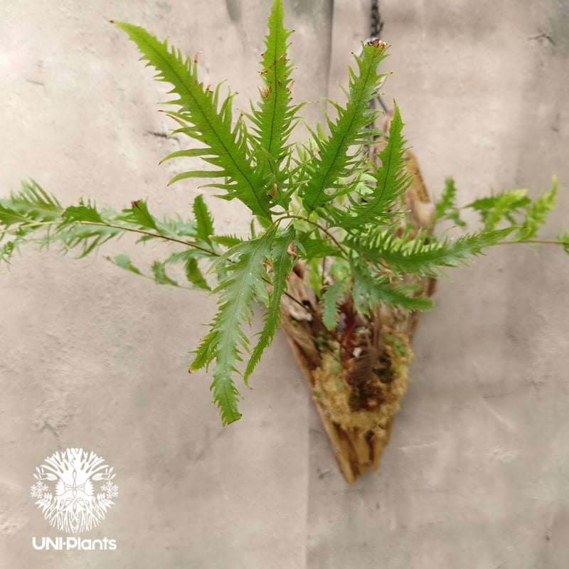 s*0様 Drynaria rigidula `whitei‘ 株分 s*0様 Drynaria rigidula `whitei' 株分