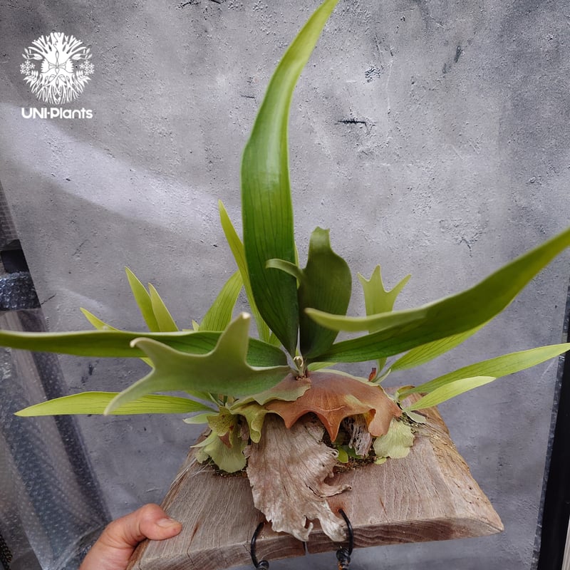 Platycerium sp.(pup) ビカクシダ 品種不明 ビカクシダ子株 シダ植物