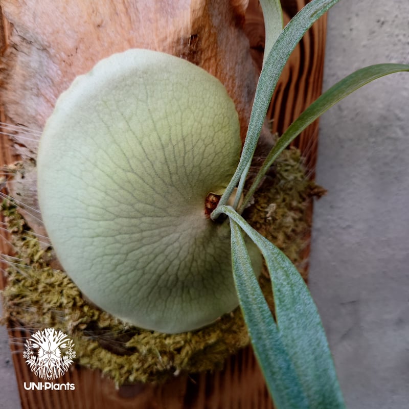 Platycerium Blue vista ビカクシダブルービスタ ビカクシダウィ