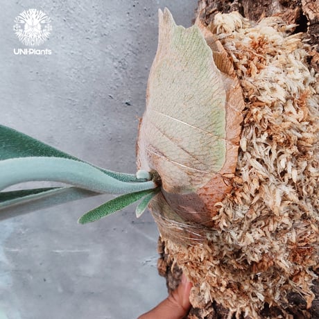 【タイ直輸入・国内繁殖株】Patycerium veitchii ‘ Nukul ‘｜ビカクシダ ベイチー | ビカクシダ着生コルク｜Platycerium ｜希少株