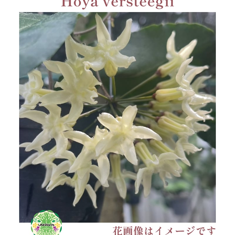 タイ直輸入・希少】Hoya versteegii｜珍品・着生植物・つる性植物