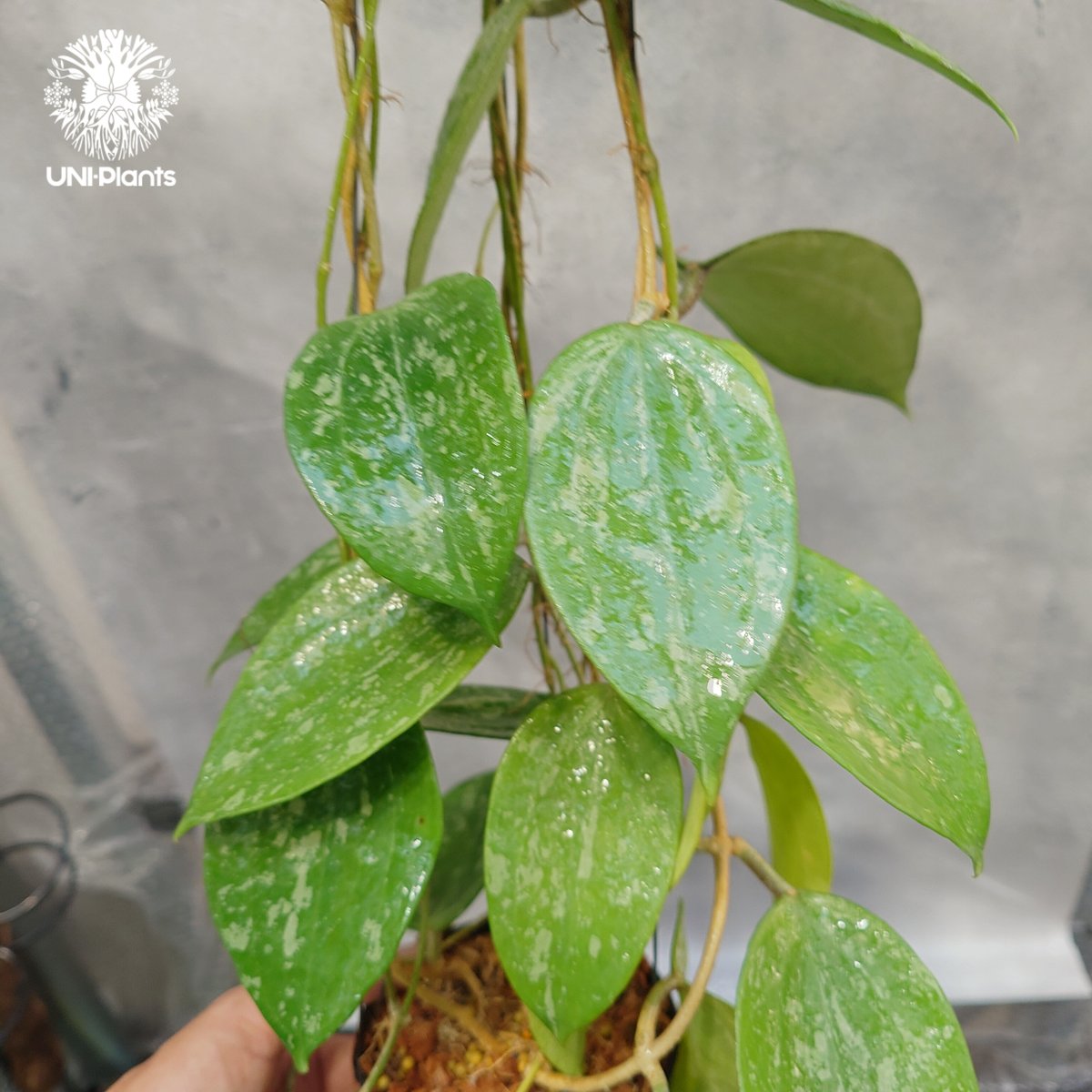 Hoya latifolia Snow Queen（L） ホヤ ラティフォリア スノー