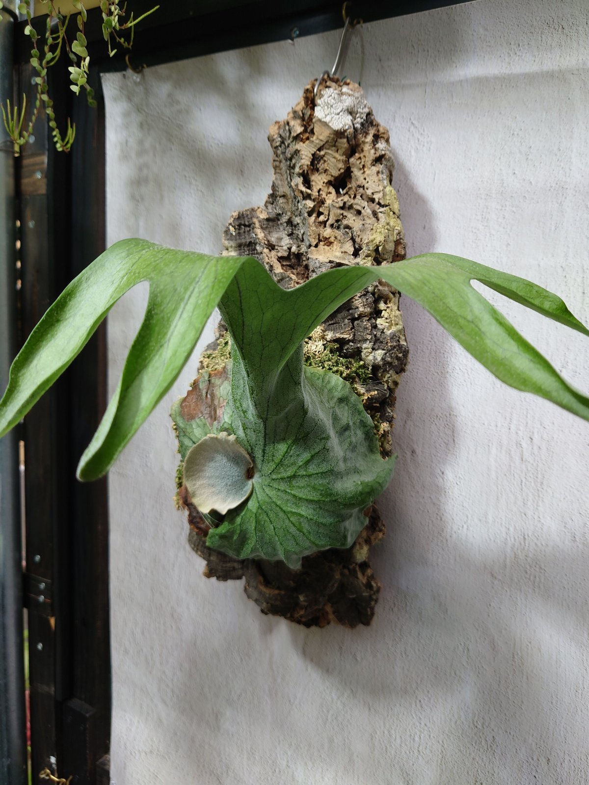 Platycerium grandeグランデ、ビカクシダ Platycerium grandeグランデ、ビカクシダ
