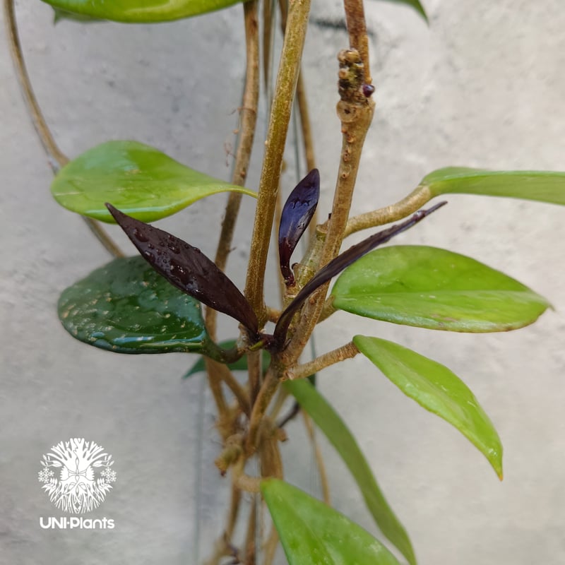 ホヤ プビカリクス ロイヤル ハワイアン パープル Hoya pubicalyx