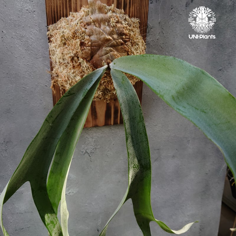 初入荷! ビカクシダ ピューチャン Platycerium pewchan コウモリラン