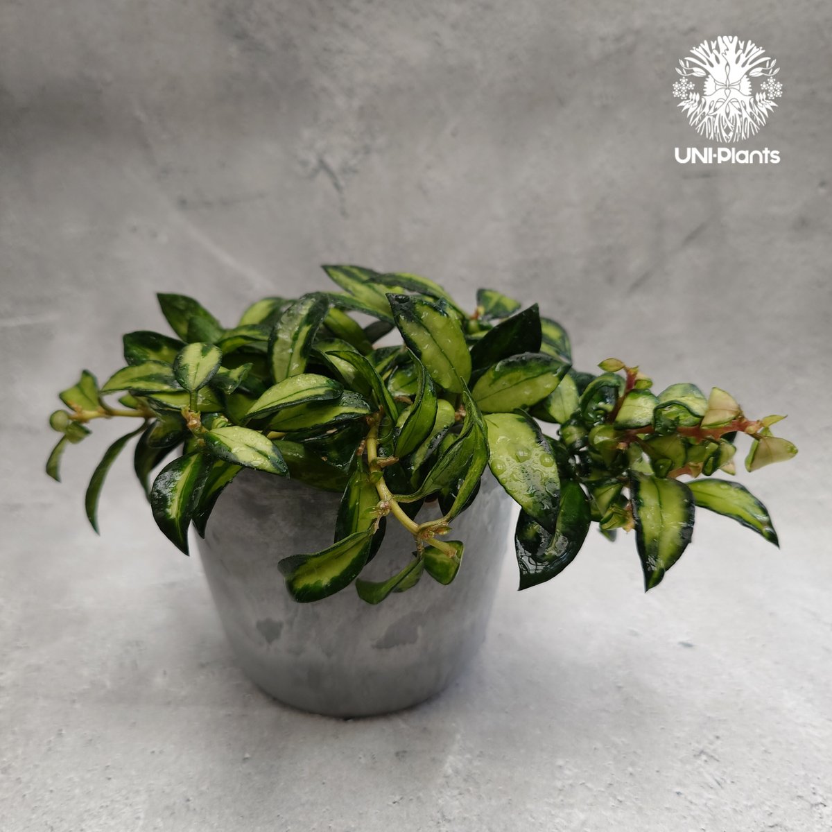 ホヤ・ラクノーサ・ブルーノ・希少・バークチップ発送 Hoya Lacunosa Bruno ホヤ ラクノーサ ブルーノ 斑入り ホヤ植物 ホヤ