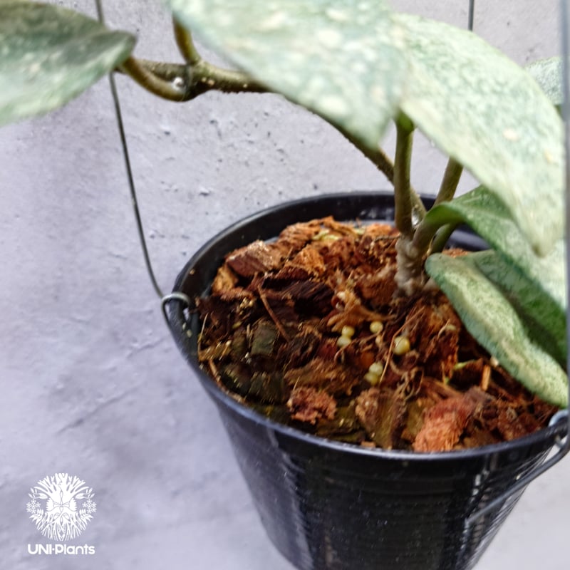 Hoya Carnosa Nova Ghost ホヤ カルノーサ ノバ ゴースト ホヤ Hoya Carnosa Nova Ghost ホヤ カルノーサ ノバ ゴースト ホヤ