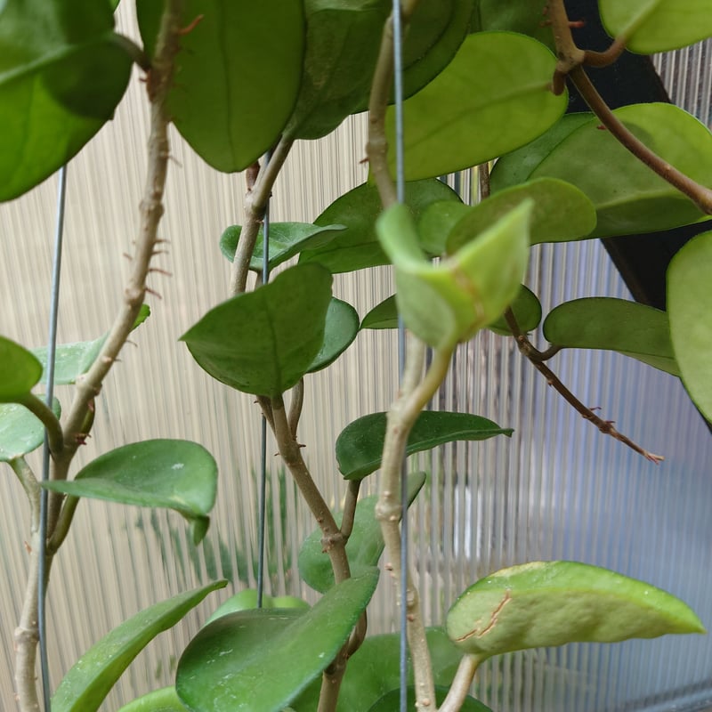 セール　レア　珍種　ホヤ　Hoya chloroleucha サクララン レア 珍種 ホヤ Hoya Icensis splash サクララン - メルカリ