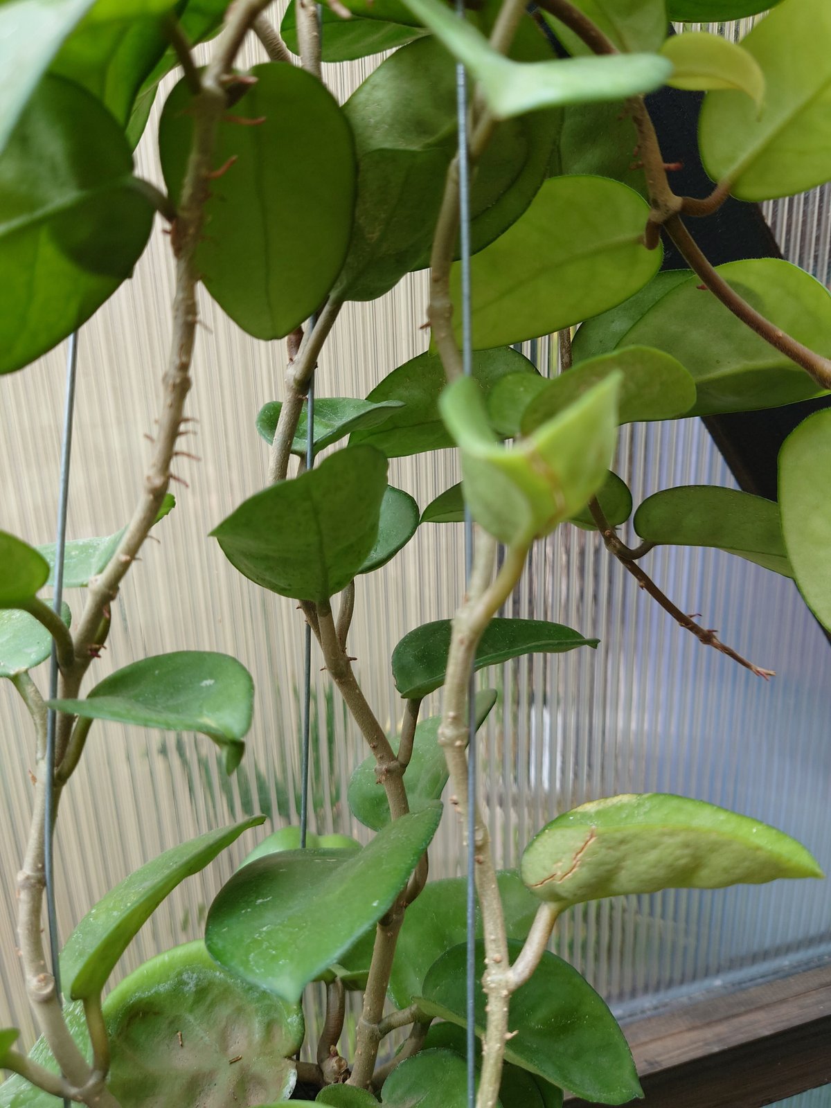 ホヤ カルノーサ クリンクル8 サクララン ホヤ植物 植物 珍奇