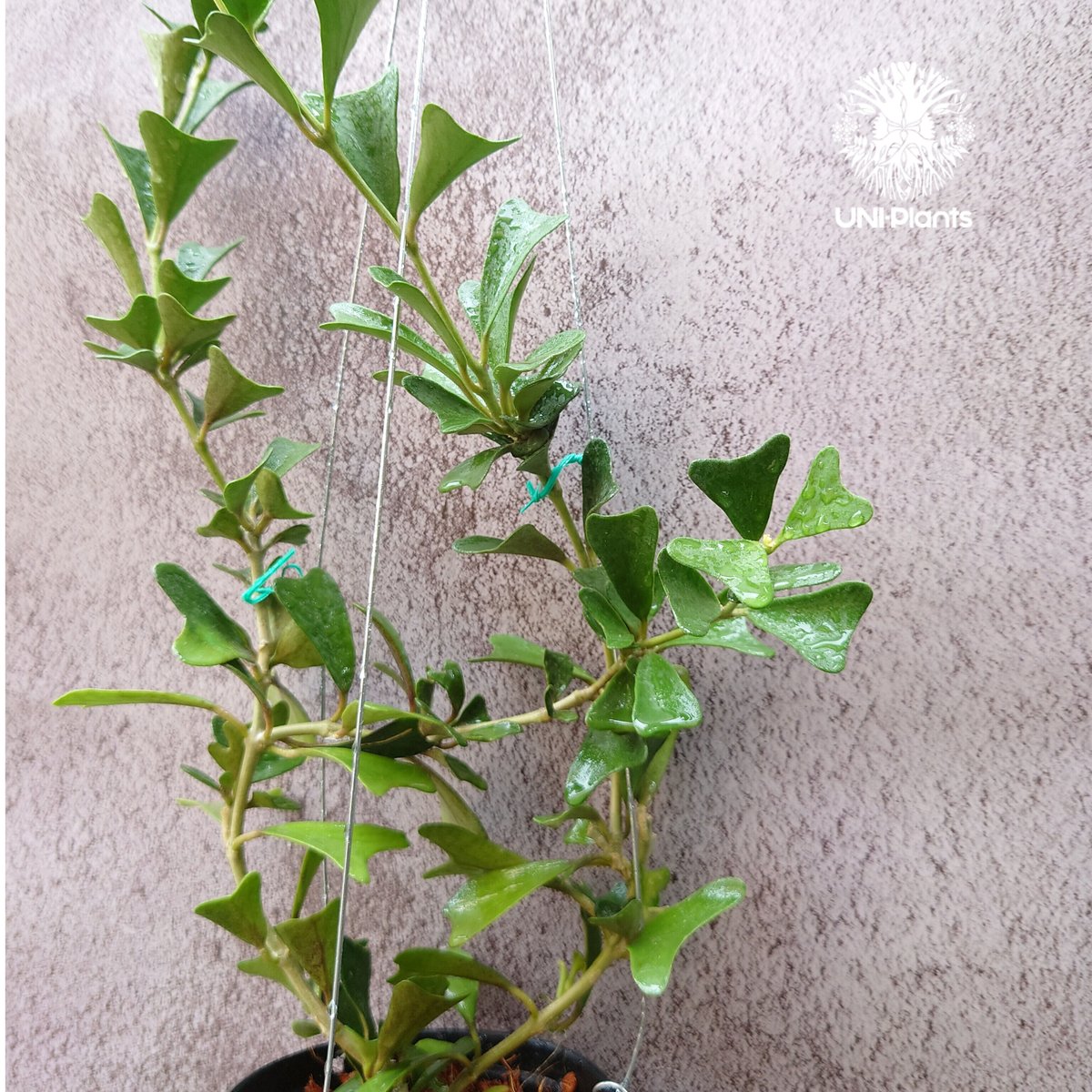 Hoya Manipurensis ホヤ マニプレンシス ホヤ植物 ホヤの花 観葉植物 