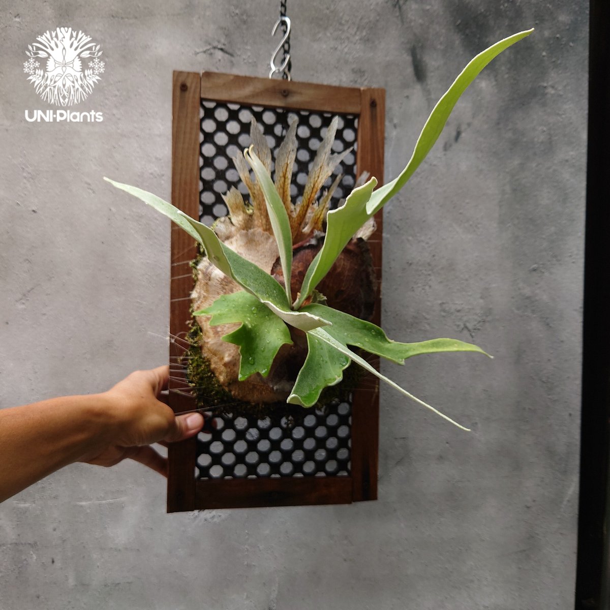 ビカクシダ 品種不明 Platycerium sp. コウモリラン ビカクシダ ビカクシダ 品種不明 Platycerium sp. コウモリラン ビカクシダ