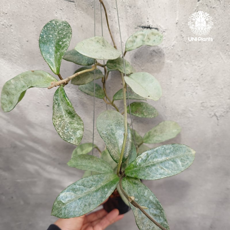 Hoya Carnosa Nova Ghost ホヤ カルノーサ ノバ ゴースト ホヤ 希少