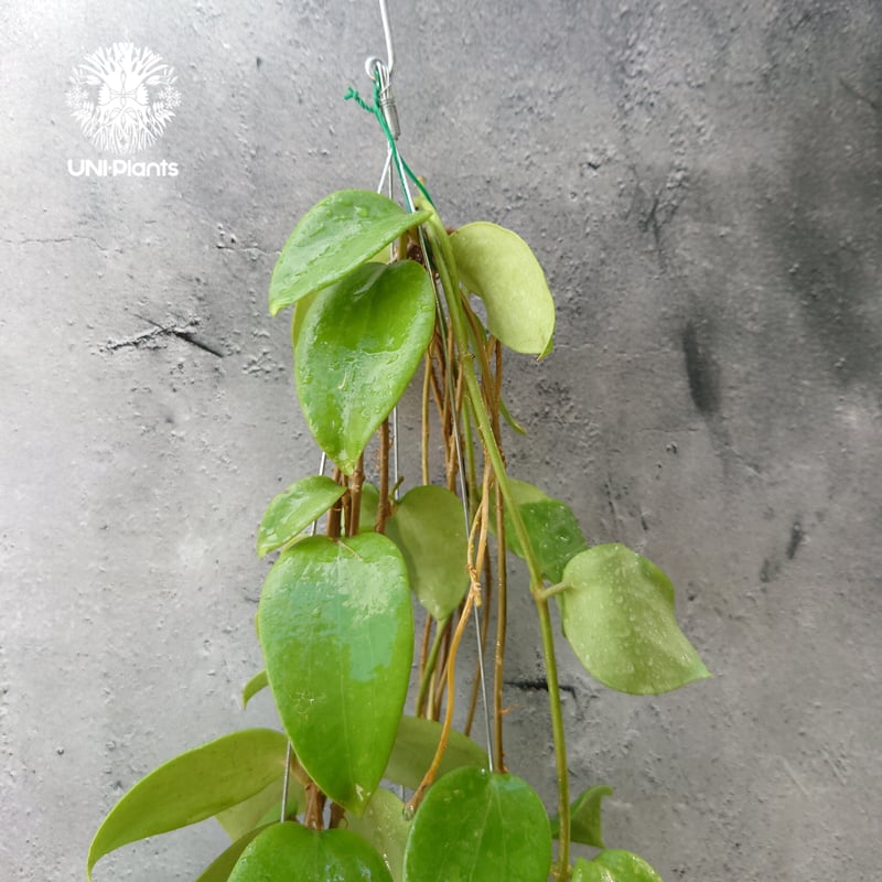 ホヤ アルドリッチ Hoya aldrichii ホヤ植物 サクララン Hoyaplants