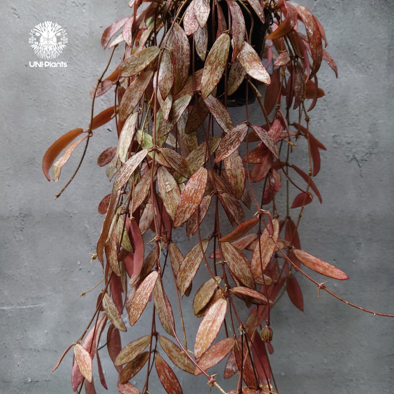 開花中、花座付き。Hoya sigillantis ホヤ シギラティス ホヤ 植物