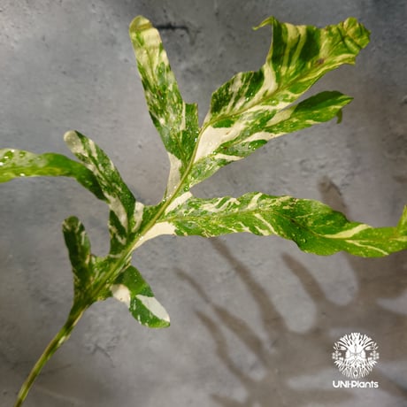 【タイ直輸入・ドリナリア】Drynaria quercifolla ' Variegated '  |  ドリナリア クエルシフォリア 斑入 |  ドリナリア｜Drynaria｜シダ植物