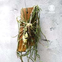 キロスキスタ ビリディフラバ Chiloschista viridiflava 着生植物 珍しい 着生蘭 着生ラン 珍奇植物 インテリア植物 ハンキング植物