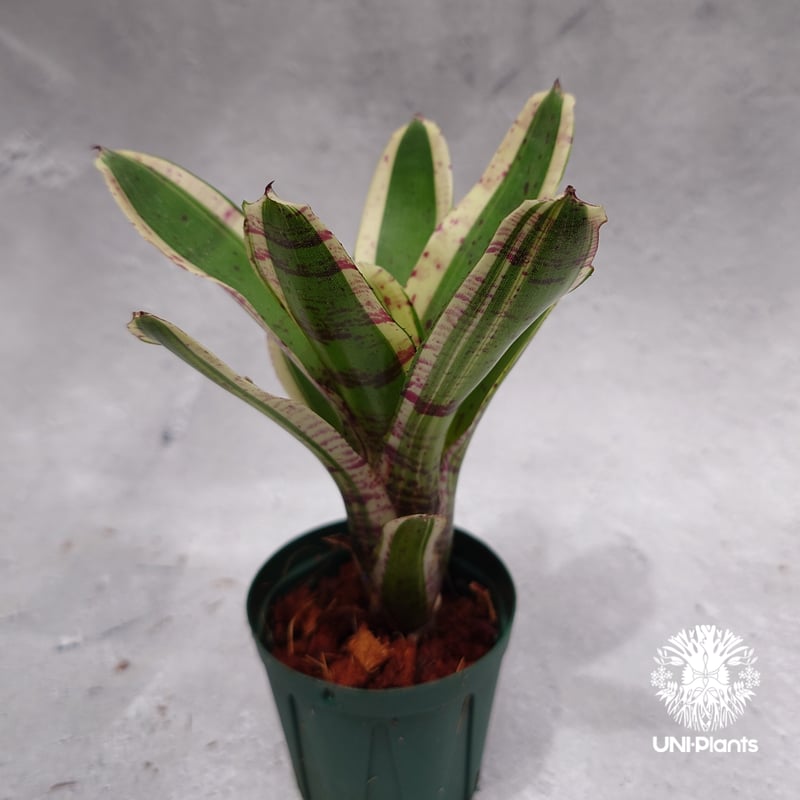 ネオレゲリア ハローキティ Neoregelia Hello Kitty ネオレゲリア ハローキティ Neoregeli