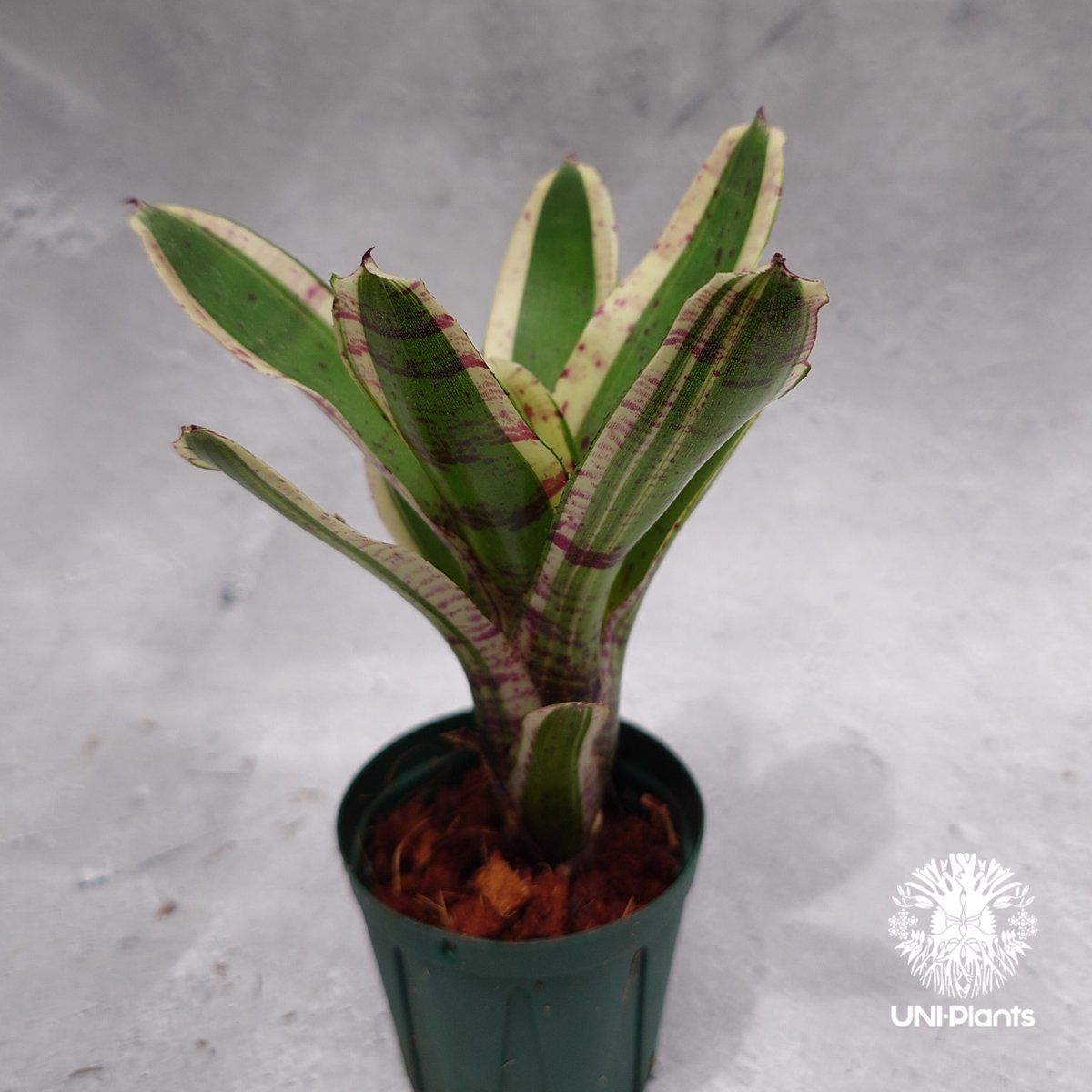 ネオレゲリア ハローキティ Neoregelia ビルベルギア Neoregelia Hello Kitty ネオレゲリア ハローキティ Neoregeli