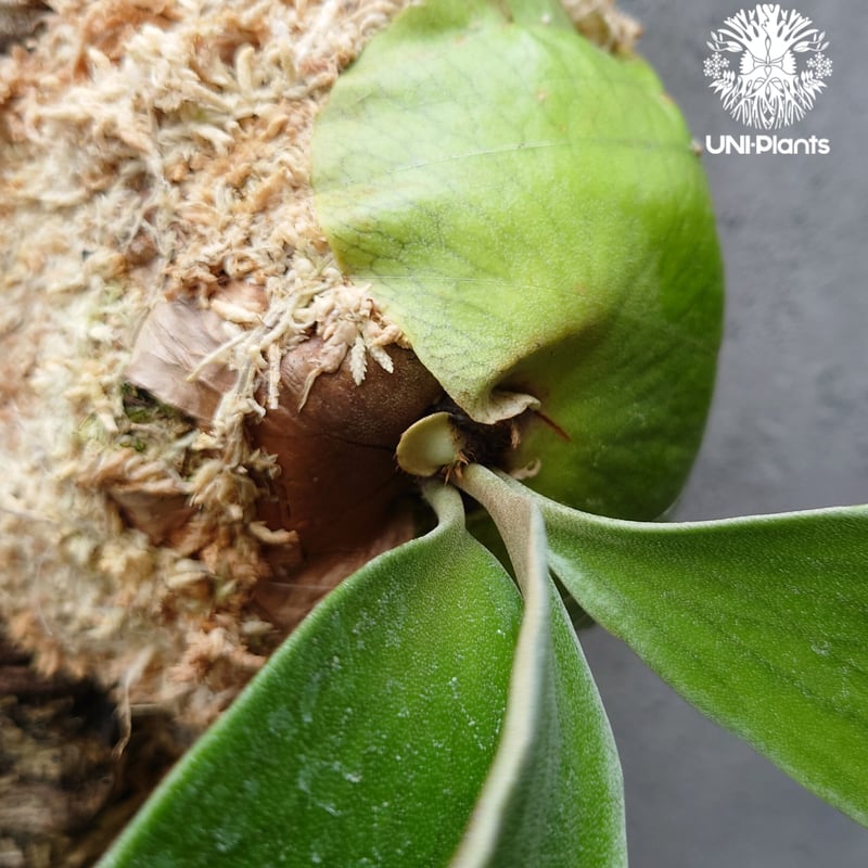 ビカクシダ エリシー Platycerium ellisii コウモリラン