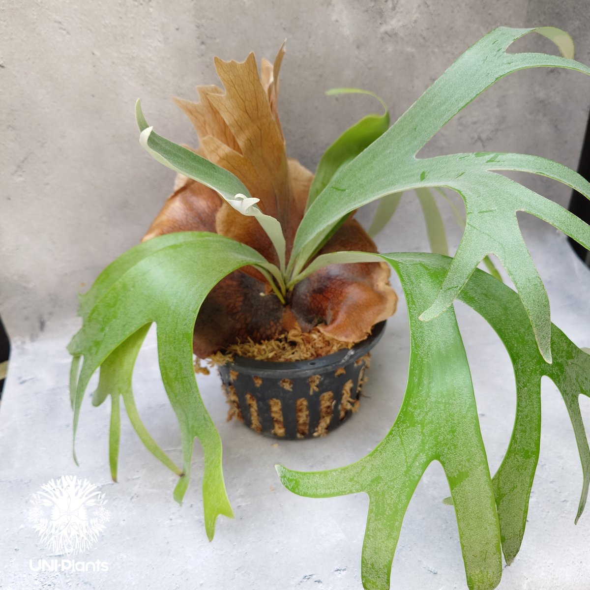 2024年新作 Platycerium Banna #A (pup) ビカクシダ バンナ #A (子株) ビカ ビカクシダ