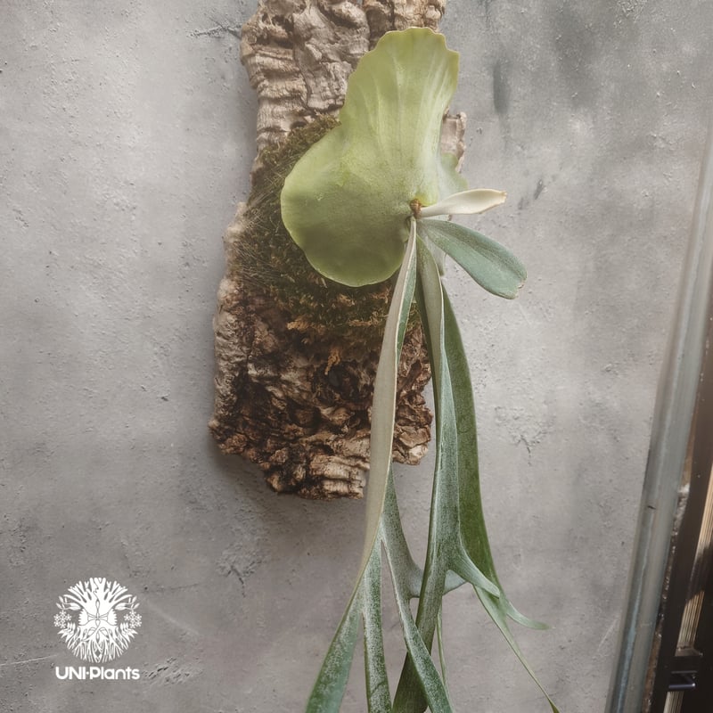 ビカクシダ ウィリンキーcv.インドネシア Platycerium willinckii cv