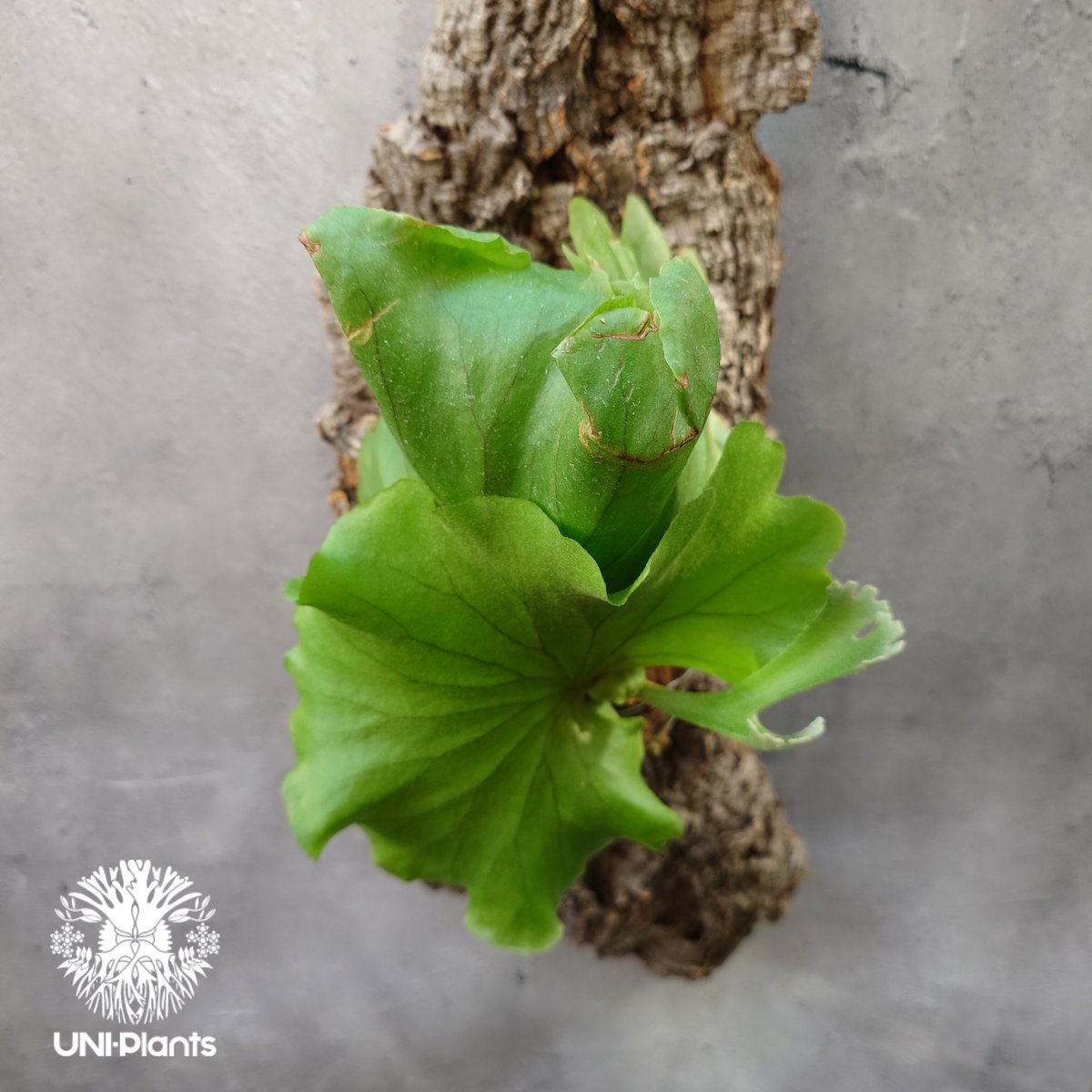 ビカクシダ　キッチャクード　' Thin ' コルク付け2 ビカクシダ キッチャクード ' Thin ' コルク付け2 - メルカリ