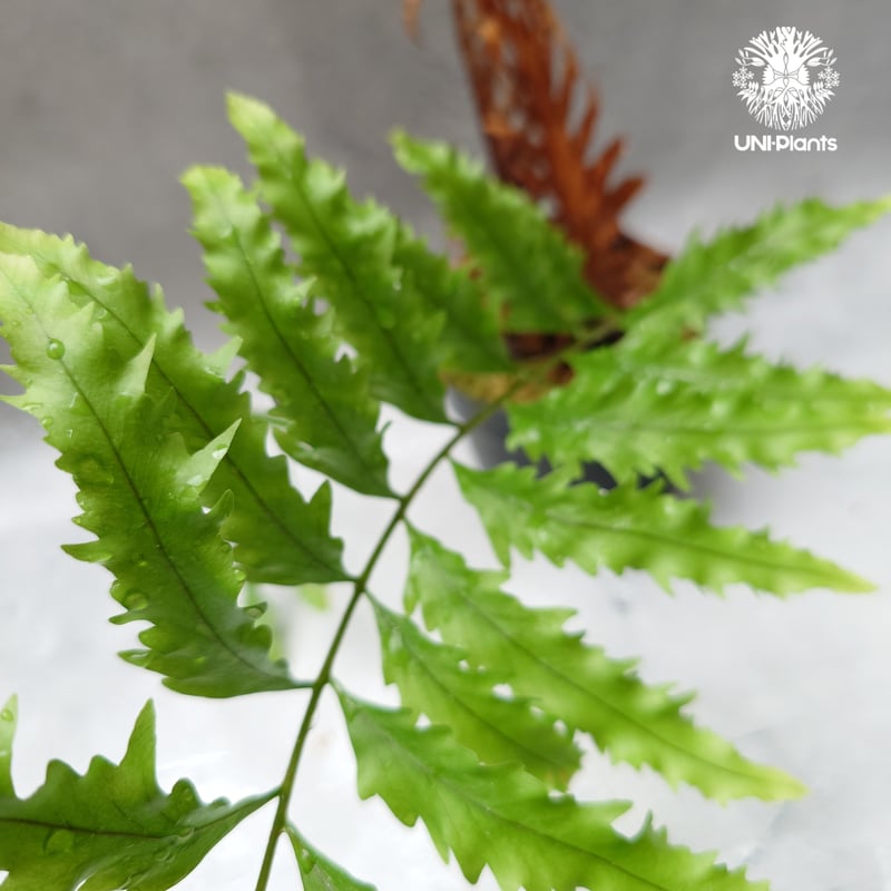 Drynaria rigidula `whitei' ドリナリア·リギデュラ'ホワイティ' 観