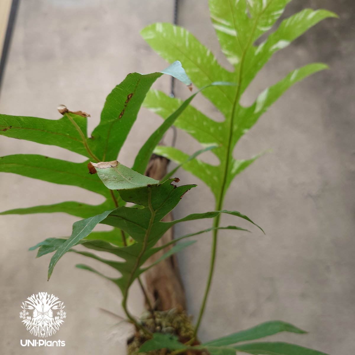 Drynaria quercifolia variegata ドリナリア クエルシフォリア バ