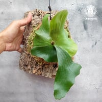 ビカクシダ　dk9 国内4月23日発売予定】ブレイン デッド × リーボック クラシック